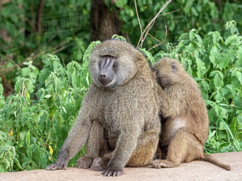 Is The Baboon Endangered? Global Conservation Insights