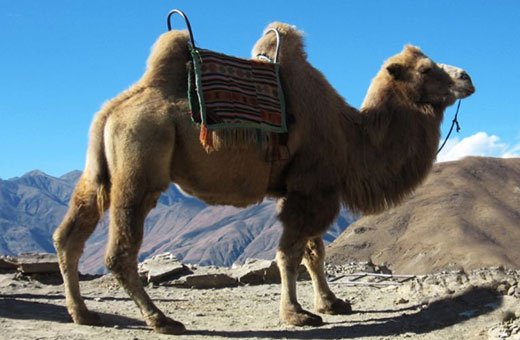 Is The Bactrian Endangered? Global Conservation Insights
