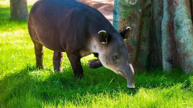 Is The Baird'S Tapir Endangered? Global Conservation Insights