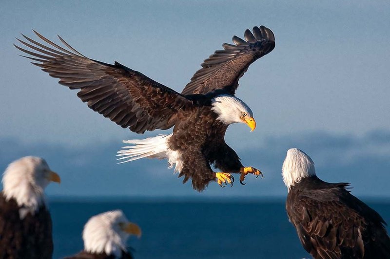Is The Bald Eagle Threatened Or Endangered?