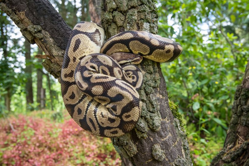 Is The Ball Python Endangered? Conservation Efforts Explained