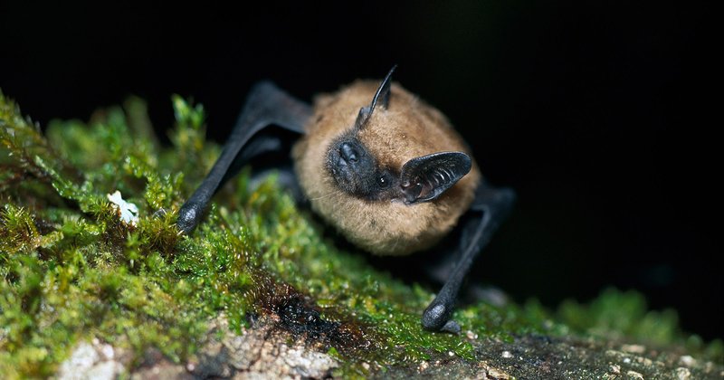 Is The Bat Endangered? Global Conservation Insights