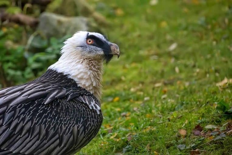 Is The Bearded Vulture Endangered? Global Conservation Insights