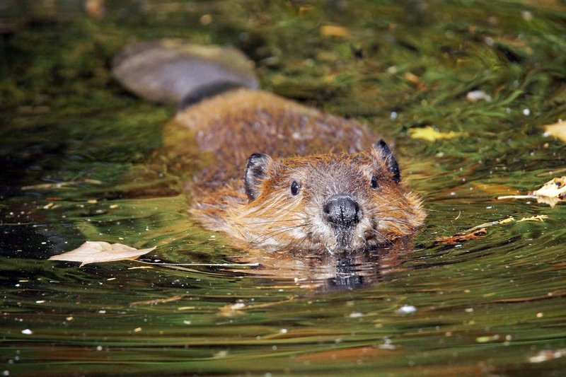 Is The Beaver Endangered? Global Conservation Insights