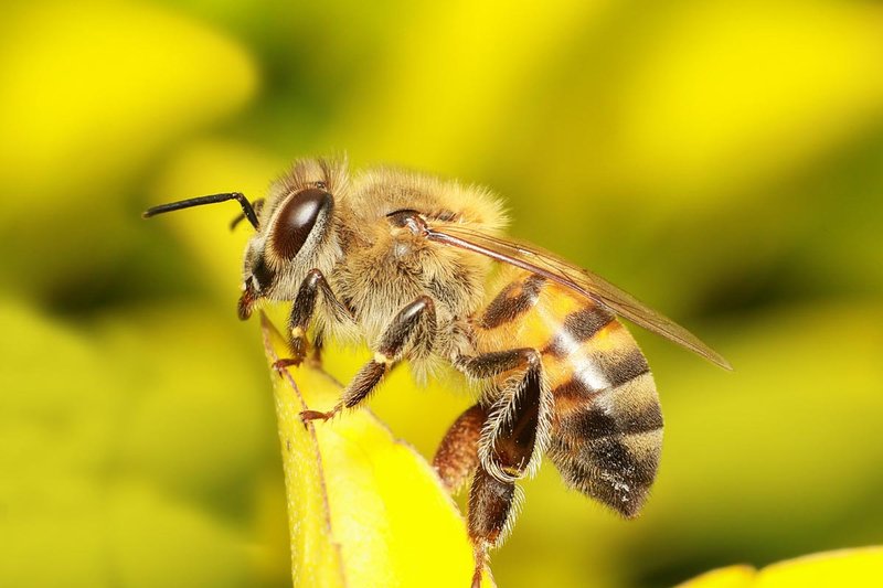 Is The Bee Dangerous To Humans?