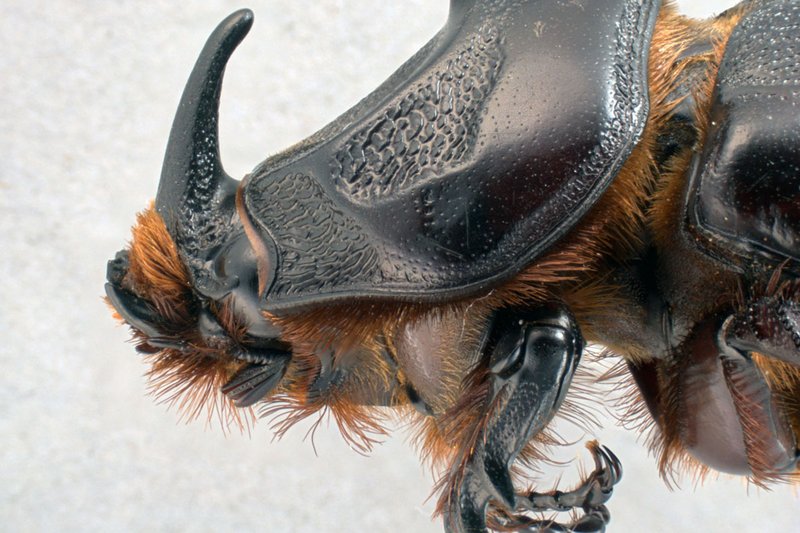 Is The Beetle Dangerous To Humans?