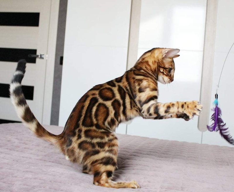 Is The Bengal Cat Right For You? Pros And Cons
