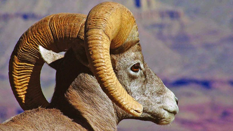 Is The Bighorn Sheep Endangered? Global Conservation Insights