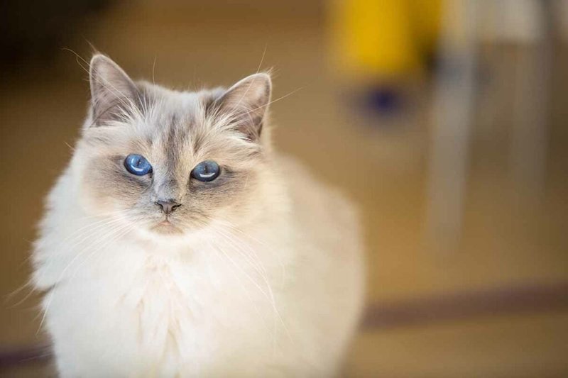 Is The Birman Cat Right For You? Pros And Cons