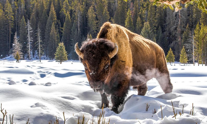 Is The Bison Endangered? Global Conservation Insights