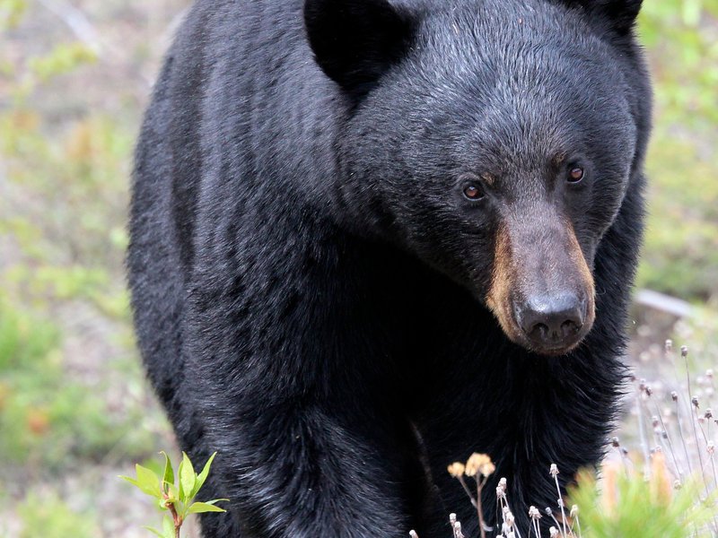 Is The Black Bear Endangered? Global Conservation Insights