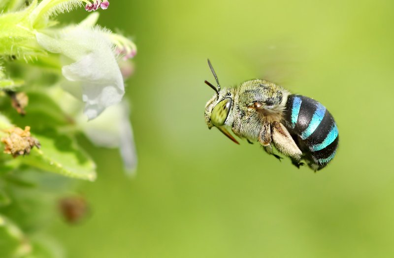 Is The Blue Banded Bee Dangerous? (Sting, Aggression & Safety)