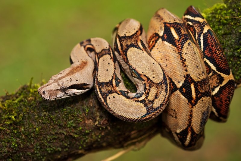 Is The Boa Constrictor Endangered? Conservation Efforts Explained