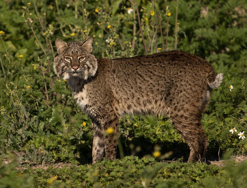 Is The Bobcat Endangered? Global Conservation Insights