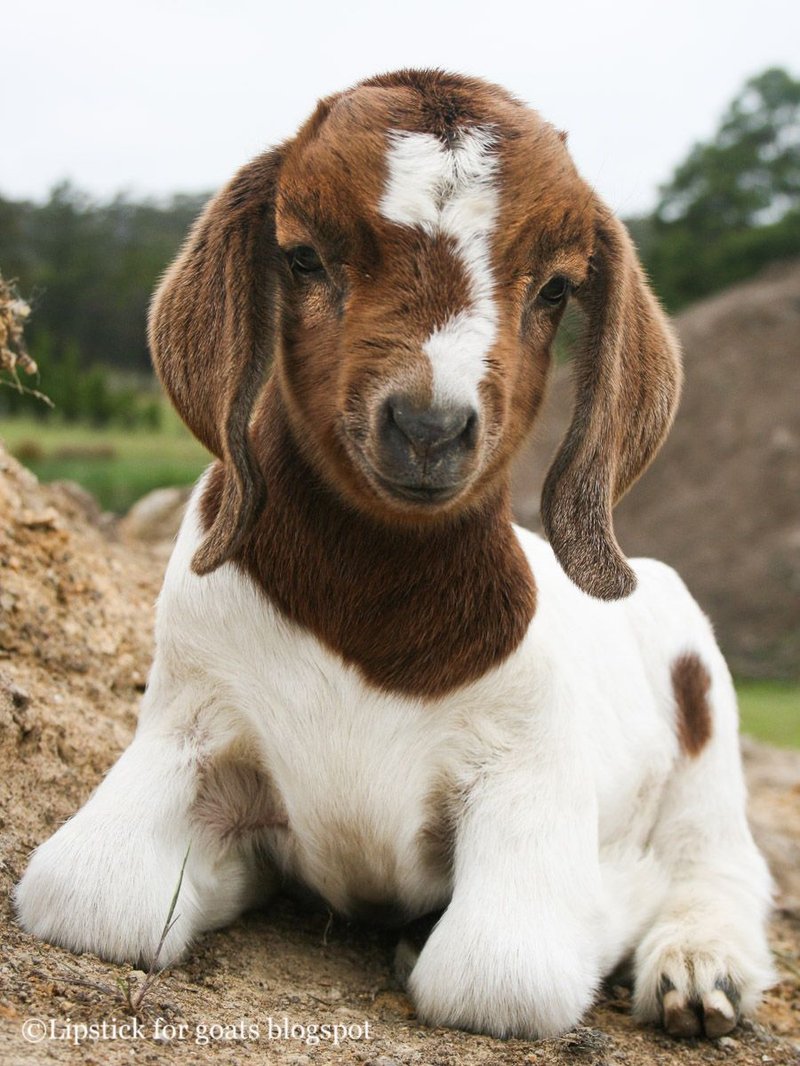 Is The Boer Goat Right For Your Farm Or As A Pet?