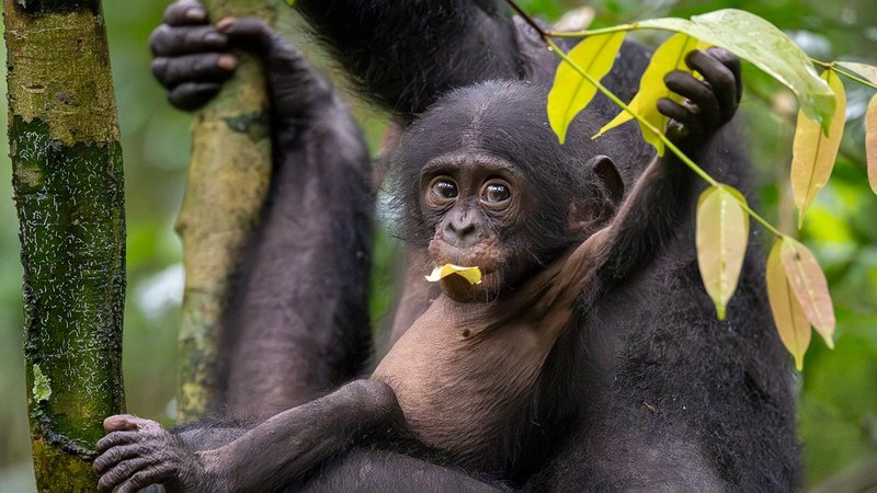 Is The Bonobo Endangered? Global Conservation Insights