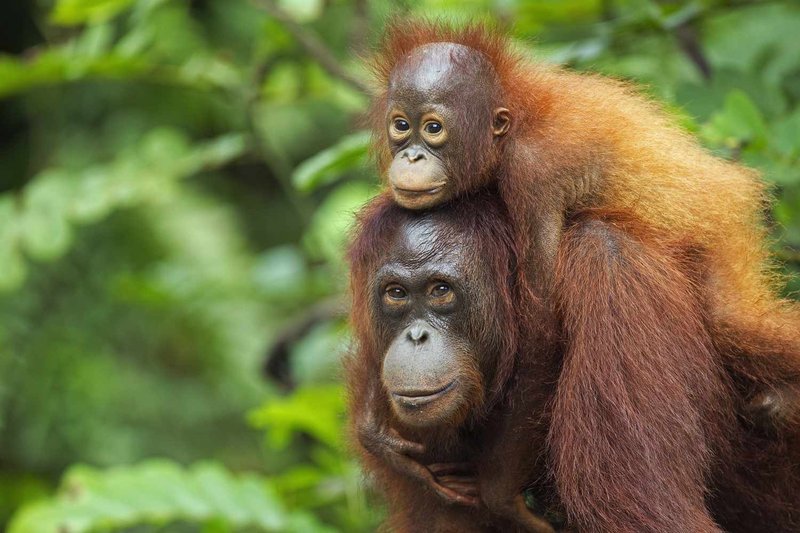 Is The Bornean Orangutan Endangered? Global Conservation Insights