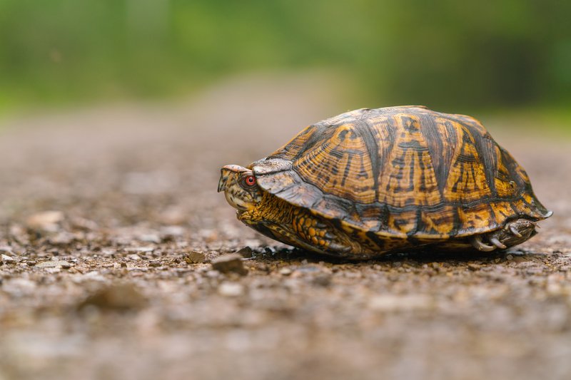 Is The Box Turtle Endangered? Conservation Efforts Explained