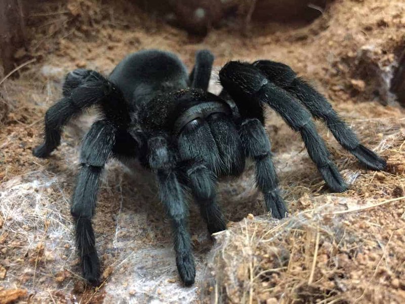 Is The Brazilian Black Tarantula Dangerous Or Aggressive?