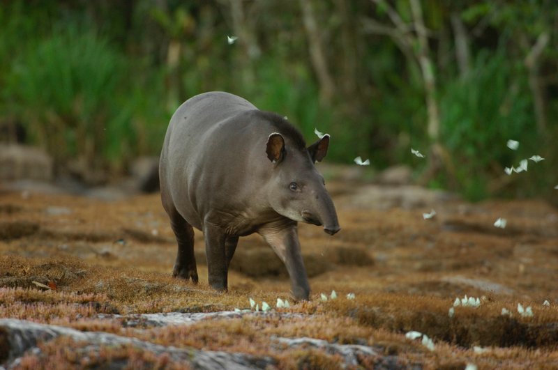 Is The Brazilian Tapir Endangered? Global Conservation Insights