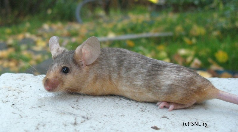 Is The Brindle Mouse A Good Pet? Pros And Cons