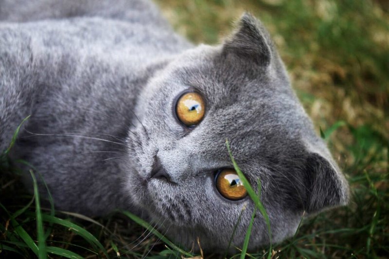 Is The British Shorthair Cat Right For You? Pros And Cons