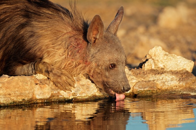 Is The Brown Hyena Endangered? Global Conservation Insights