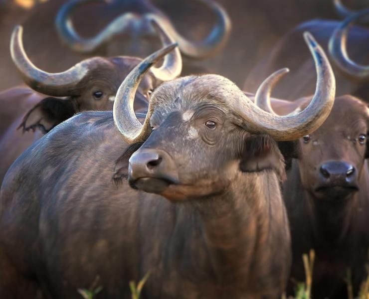 Is The Buffalo Endangered? Global Conservation Insights