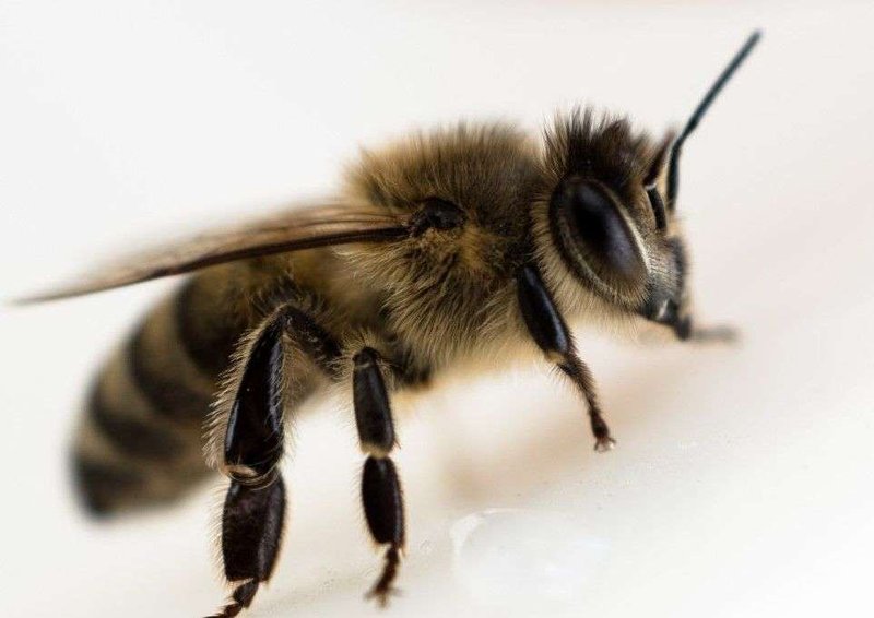 Is The Bumblebee Dangerous To Humans?