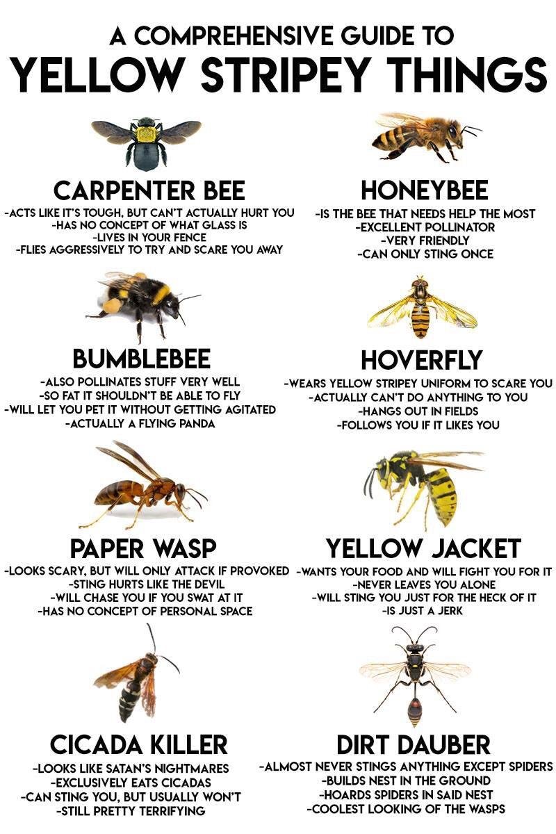 Is The Bumblebee Dangerous? (Sting, Aggression & Safety)