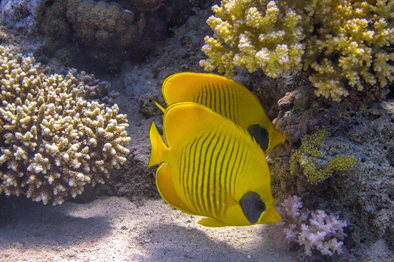 Is The Butterflyfish Reef Safe? Compatibility With Coral