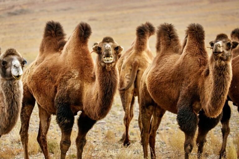 Is The Camel Endangered? Global Conservation Insights