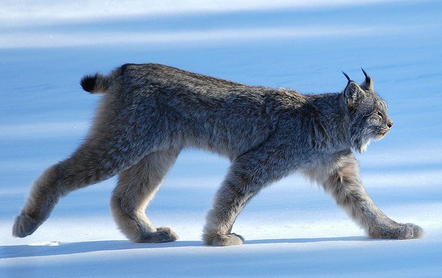 Is The Canada Lynx Endangered? Global Conservation Insights