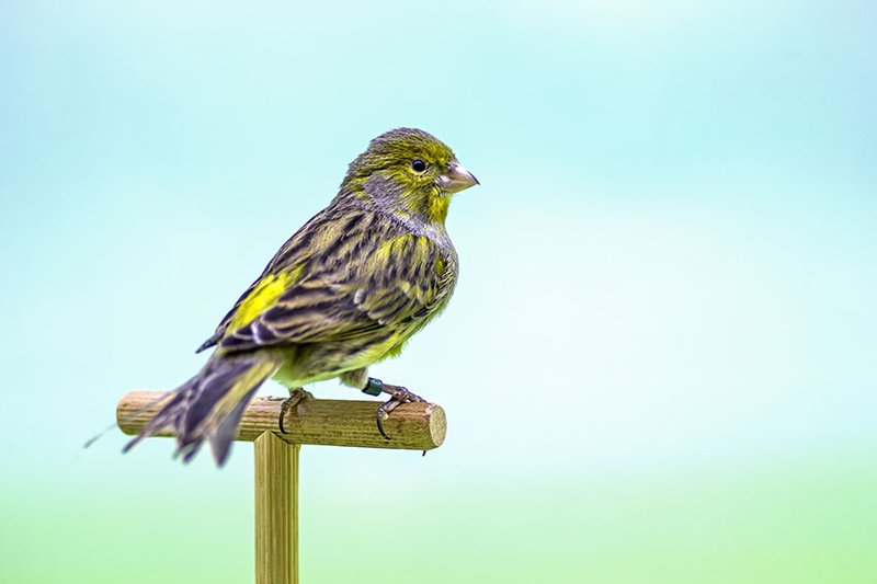 Is The Canary Threatened Or Endangered?