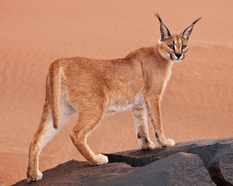 Is The Caracal Endangered? Global Conservation Insights