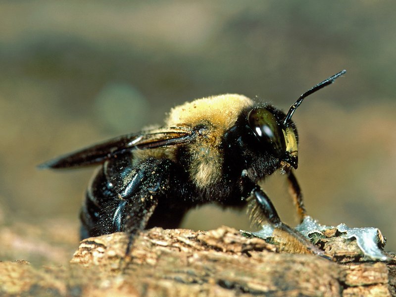 Is The Carpenter Bee Dangerous To Humans?