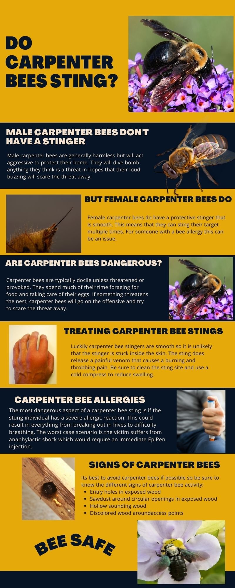 Is The Carpenter Bee Dangerous? (Sting, Aggression & Safety)