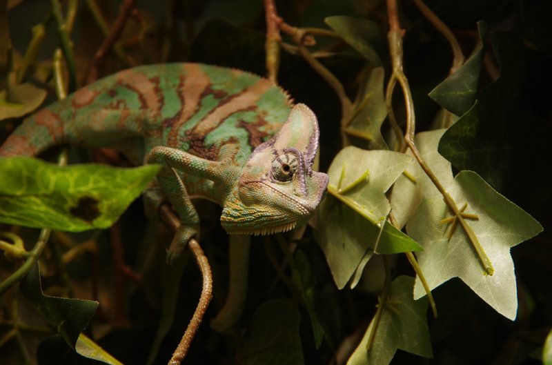 Is The Chameleon Endangered? Conservation Efforts Explained