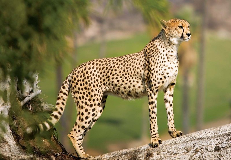 Is The Cheetah Endangered? Global Conservation Insights