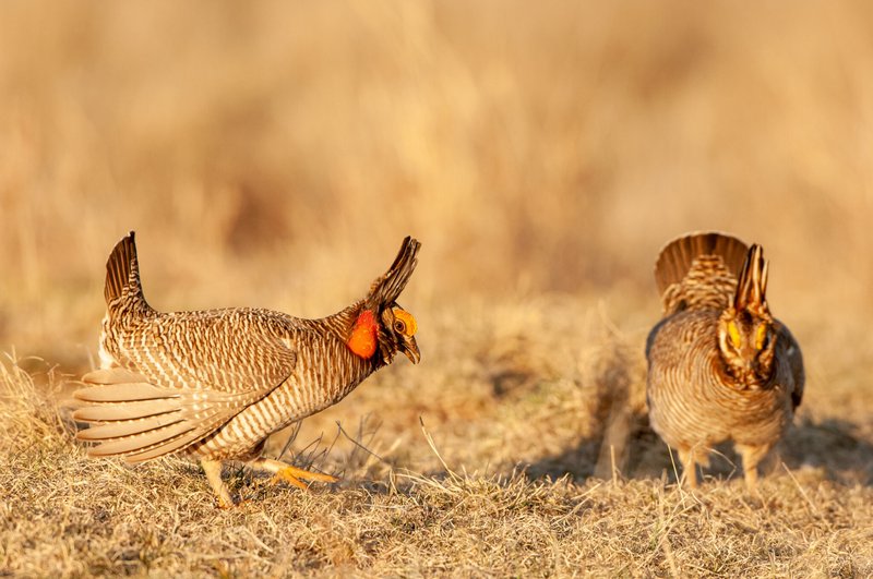 Is The Chicken Threatened Or Endangered?