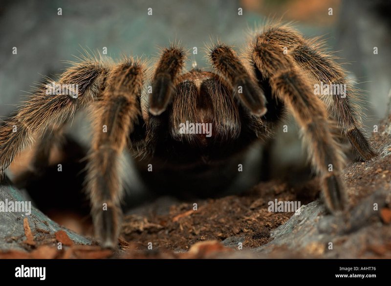 Is The Chilean Rose Tarantula Dangerous Or Aggressive?