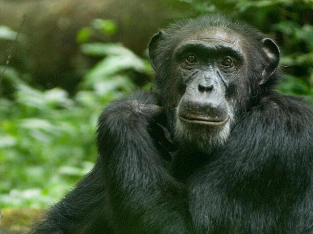 Is The Chimpanzee Endangered? Global Conservation Insights