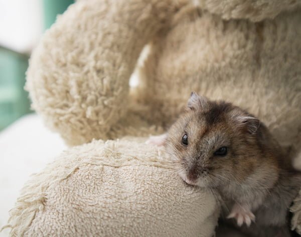 Is The Chinese Hamster Right For You? Pros And Cons