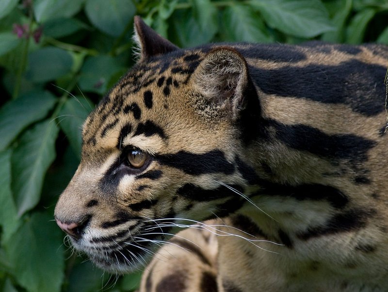 Is The Clouded Leopard Endangered? Global Conservation Insights