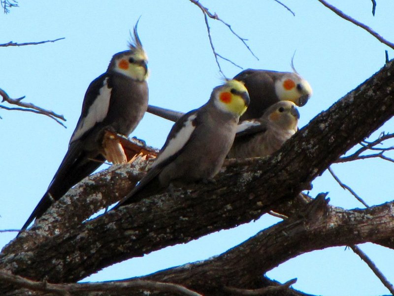 Is The Cockatiel Threatened Or Endangered?