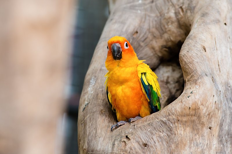 Is The Conure Threatened Or Endangered?