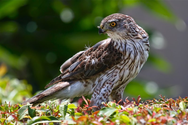 Is The Cooper’S Hawk Threatened Or Endangered?
