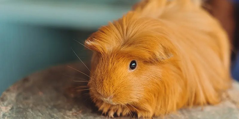 Is The Coronet Guinea Pig Right For You? Pros And Cons