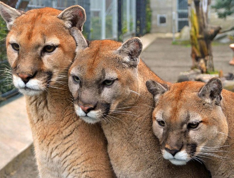 Is The Cougar Endangered? Global Conservation Insights