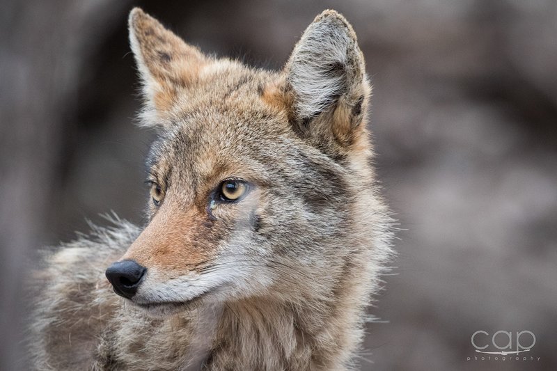 Is The Coyote Endangered? Global Conservation Insights